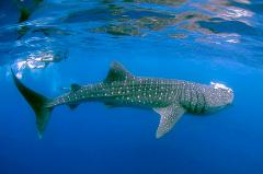 Ocean Odyssey: Whale Shark Encounter & Moyo Island Day Trip
