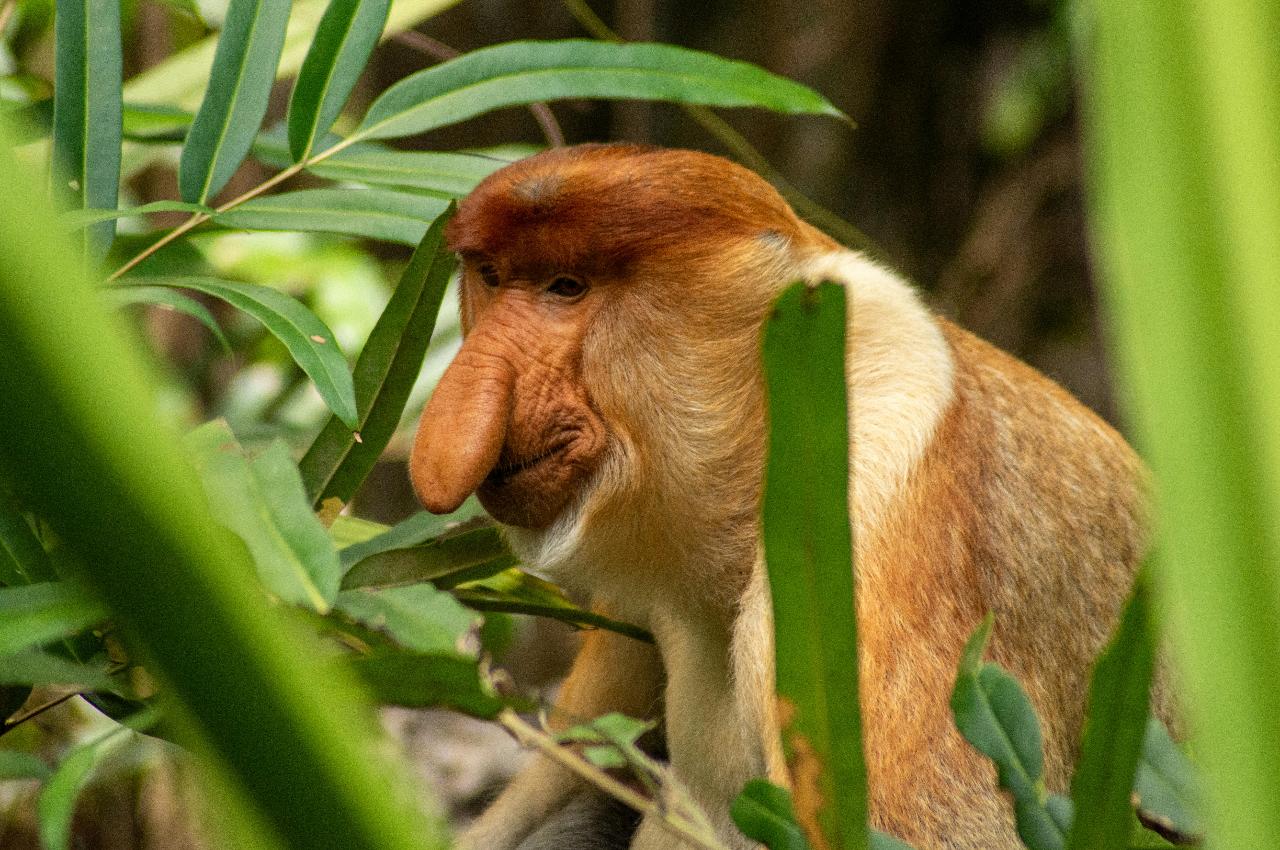 Borneo Rainforest & Orangutan Wildlife Exploration