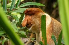 Borneo Rainforest & Orangutan Wildlife Exploration