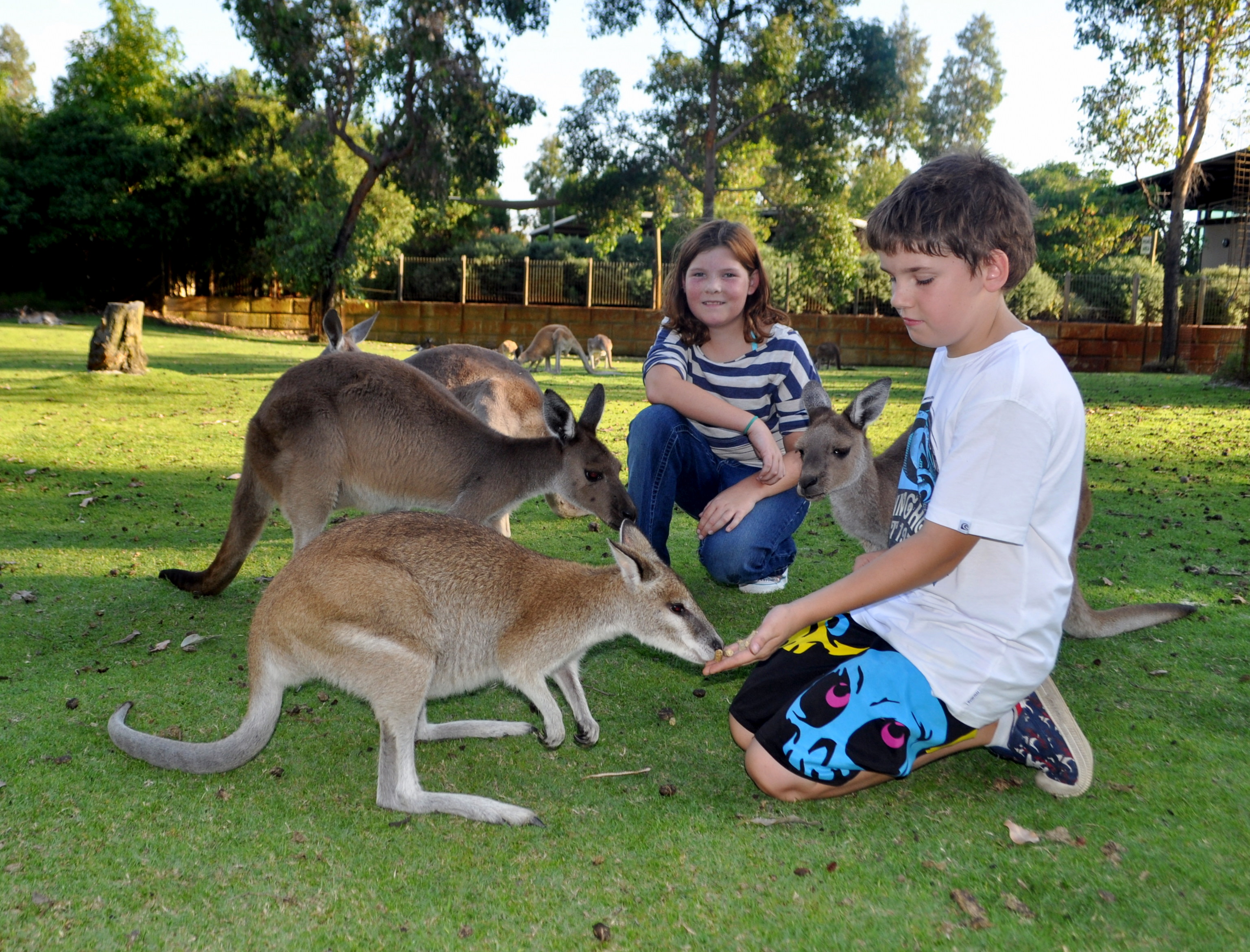 Penguin Island And Caversham Wildlife Park Day Trip From Perth Tourism Town The Tourism Marketplace Find And Book Authentic Experiences