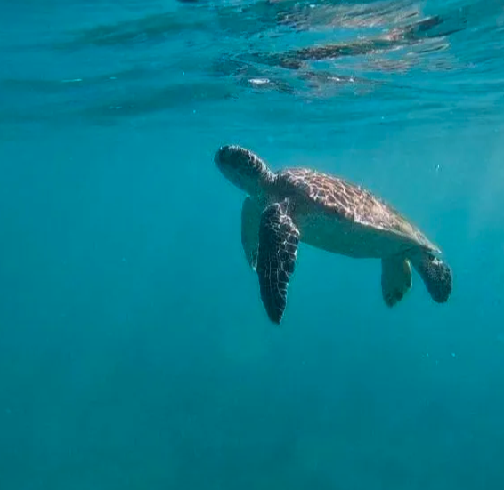 Snorkeling Paradise
