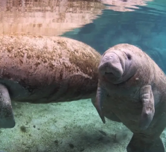 Snorkel and Search for Manatees