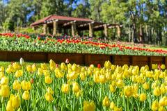 Tulips of Araluen - 7:50am Mandurah, 8:30am Rockingham