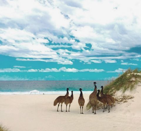 Pinnacles Desert Adventure – Private Luxury Day Tour