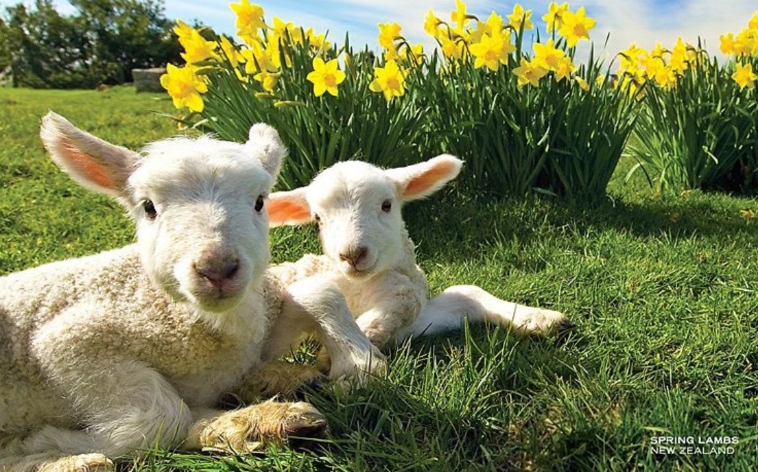 Geraldine Farm Tour Experience - Afternoon Tour
