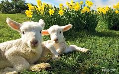 Geraldine Farm Tour Experience - Morning Tour