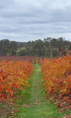 Harcourt Region Wine Tour