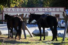 CARDRONA HORSES High Country Pub Trail (12.30 PM allow 3.5 Hours)