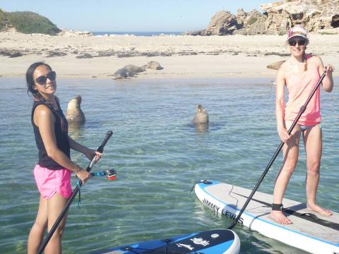 Stand Up Paddle Board and Seal Spotting Adventure - 2 for 1