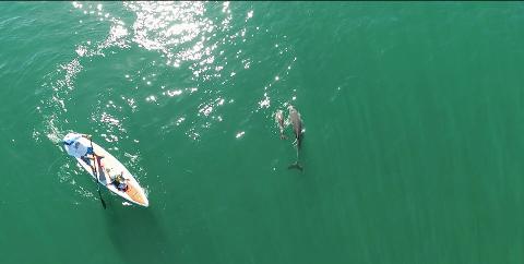 Stand Up Paddle Hire