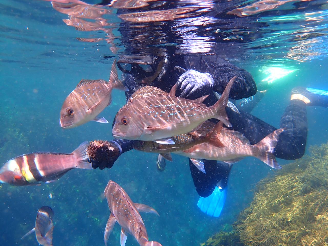 Afternoon Snorkelling from 1pm  (4hrs) 26th Dec - 13th Jan 27