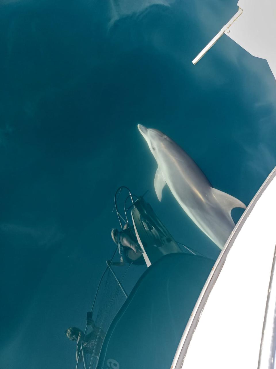 Fuengirola Lunch Boat Trip – Swimming, paddleboard dolphin seeking - 3-hr trip