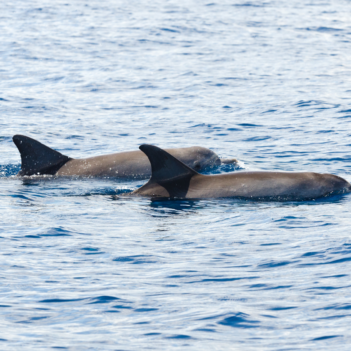 Private Pumicestone Passage Charter – Fish, Swim & Explore