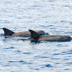 Private Pumicestone Passage Charter – Fish, Swim & Explore