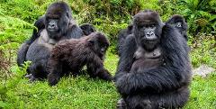 The Grand Safari: A Pan-African Odyssey