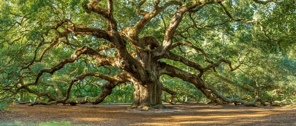Insight Safari: Strategy & Wellness Retreat