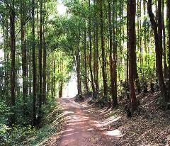 Mindful Minimalism: Budget Wellness Retreat