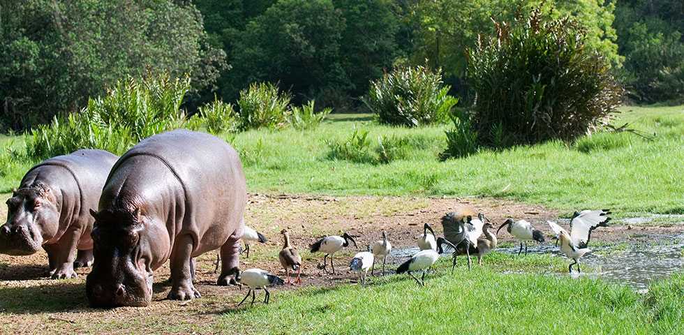 5-Day Essential Corporate Safari