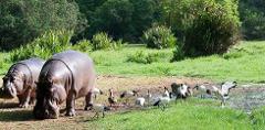 5-Day Essential Corporate Safari