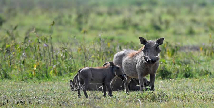 The Pathfinder: An Expedition Through East Africa