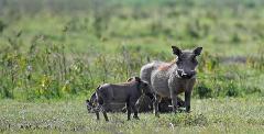 The Pathfinder: An Expedition Through East Africa