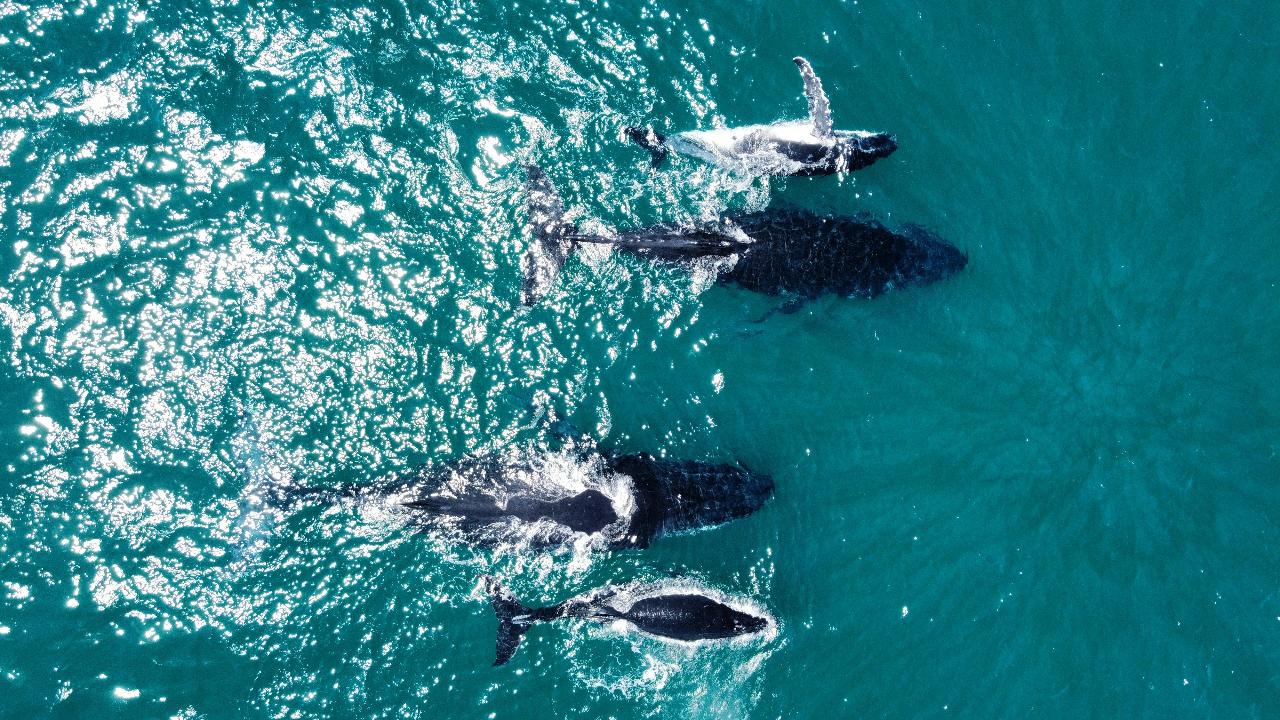 Aerial Whale Watching