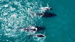 Aerial Whale Watching