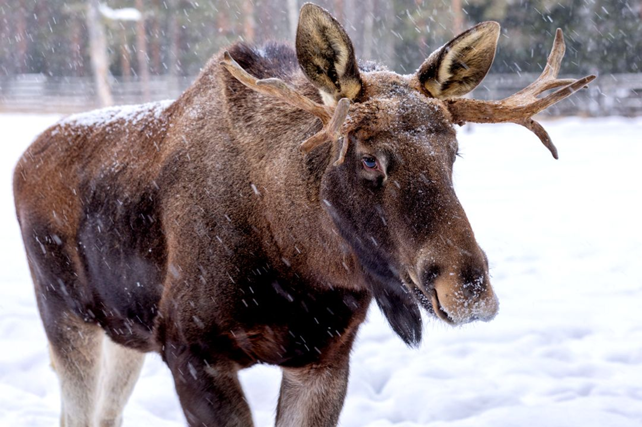 Moose Spotting Tour from Kiruna to Nikkaluokta