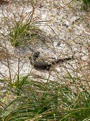 All Ages Bush Kaartdijin Tour - Wadjemup / Rottnest Island