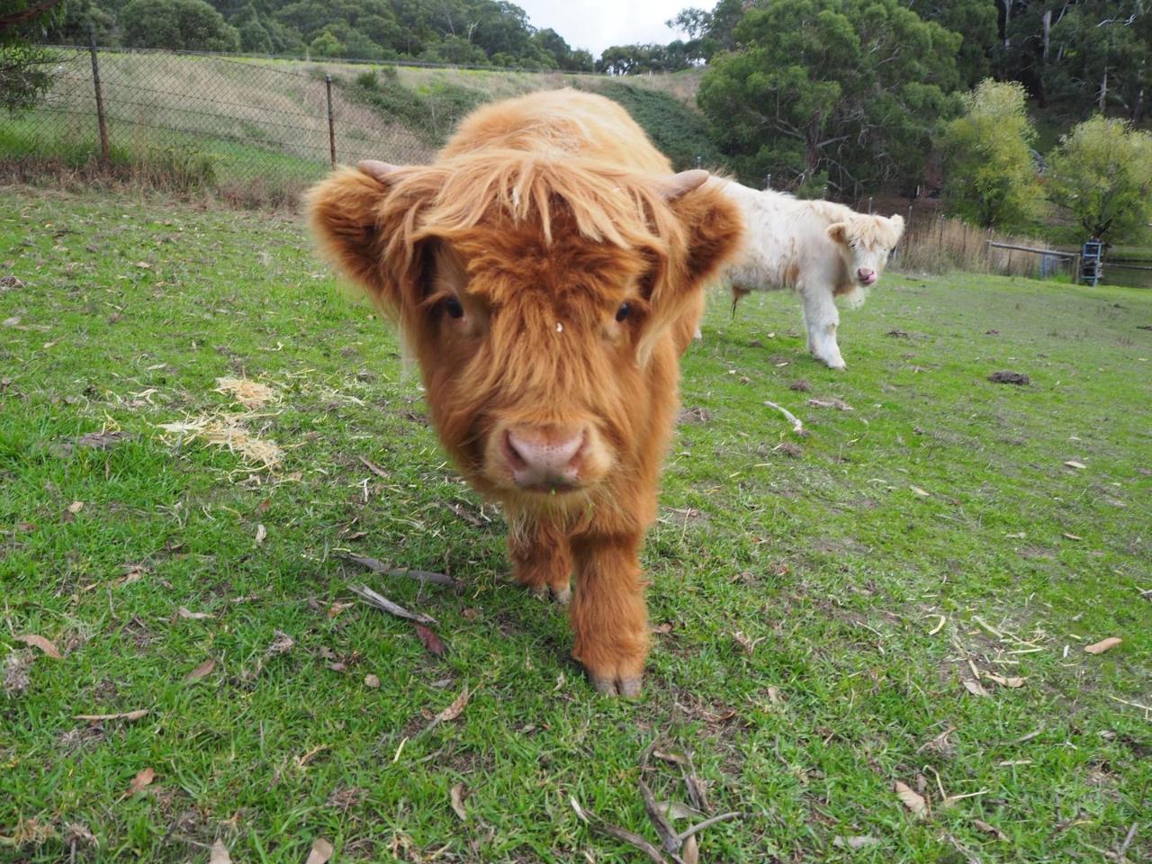 Ondeen Highland Calves Experience & Chef's Seasonal Lunch