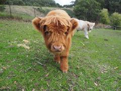 Ondeen Highland Calves Experience & Chef's Seasonal Lunch