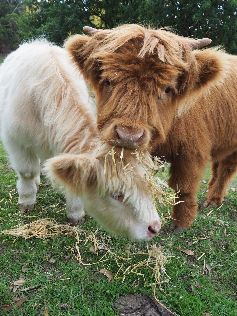 Ondeen Highland Calves Experience