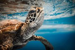 Rarotonga Turtle Tour