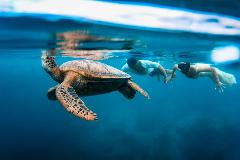 Private Rarotonga Turtle Tour