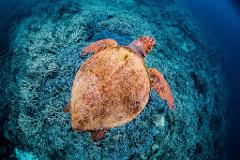 Double Adventure | whale watching & Snorkel with the Turtles ( per person trip)