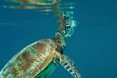 Snorkeling with the Turtles - Cook Island