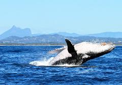 Double Adventure Charter  | whale watching & Snorkel with the Turtles