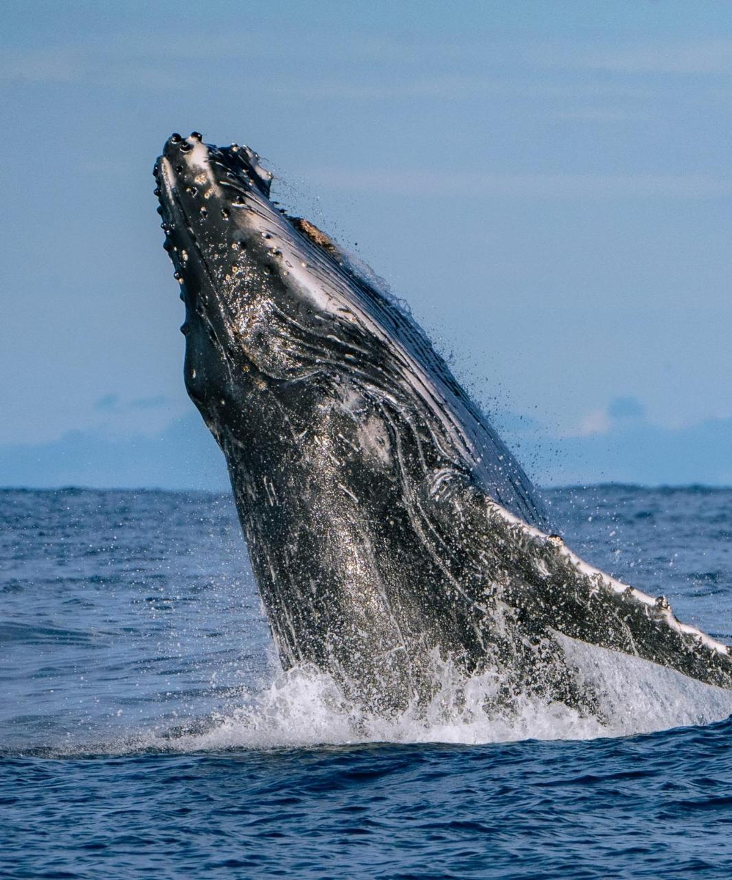 Double Adventure Charter | whale watching & Snorkel with the Turtles