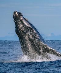 Double Adventure Charter  | whale watching & Snorkel with the Turtles