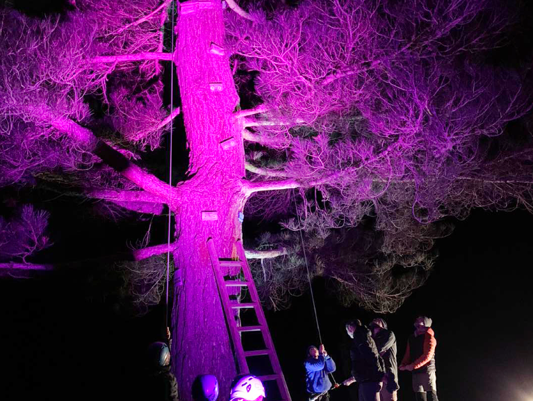 Night Light Tree Tops