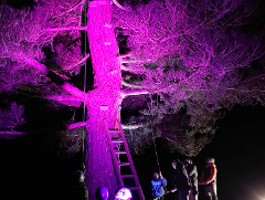 Night Light Tree Tops