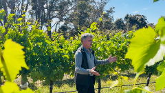 Vineyard Tour & Tasting