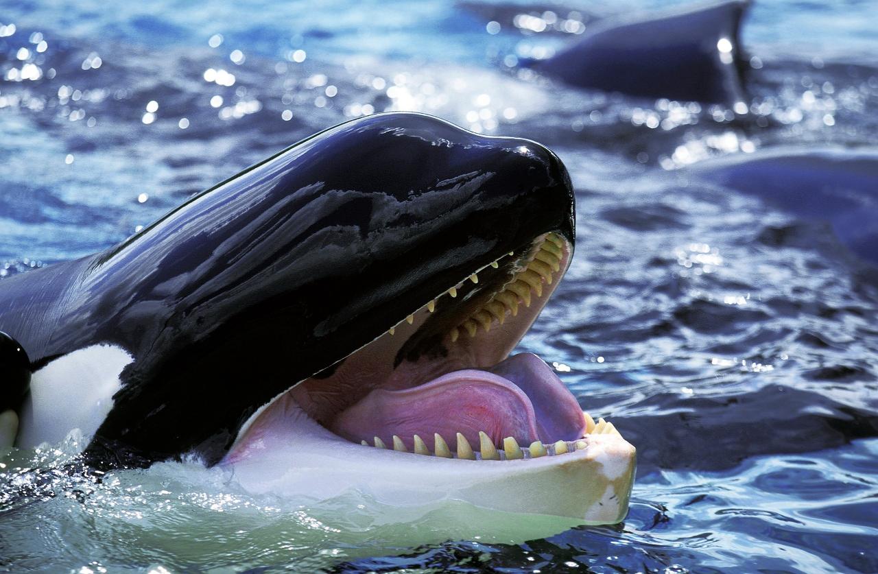 4 Day - Bremer Bay ORCA DISCOVERY & Wild Coastlines - OCEAN ADVENTURE RETREAT
