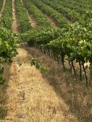 Adelaide Hills - Wine & Food (Public)