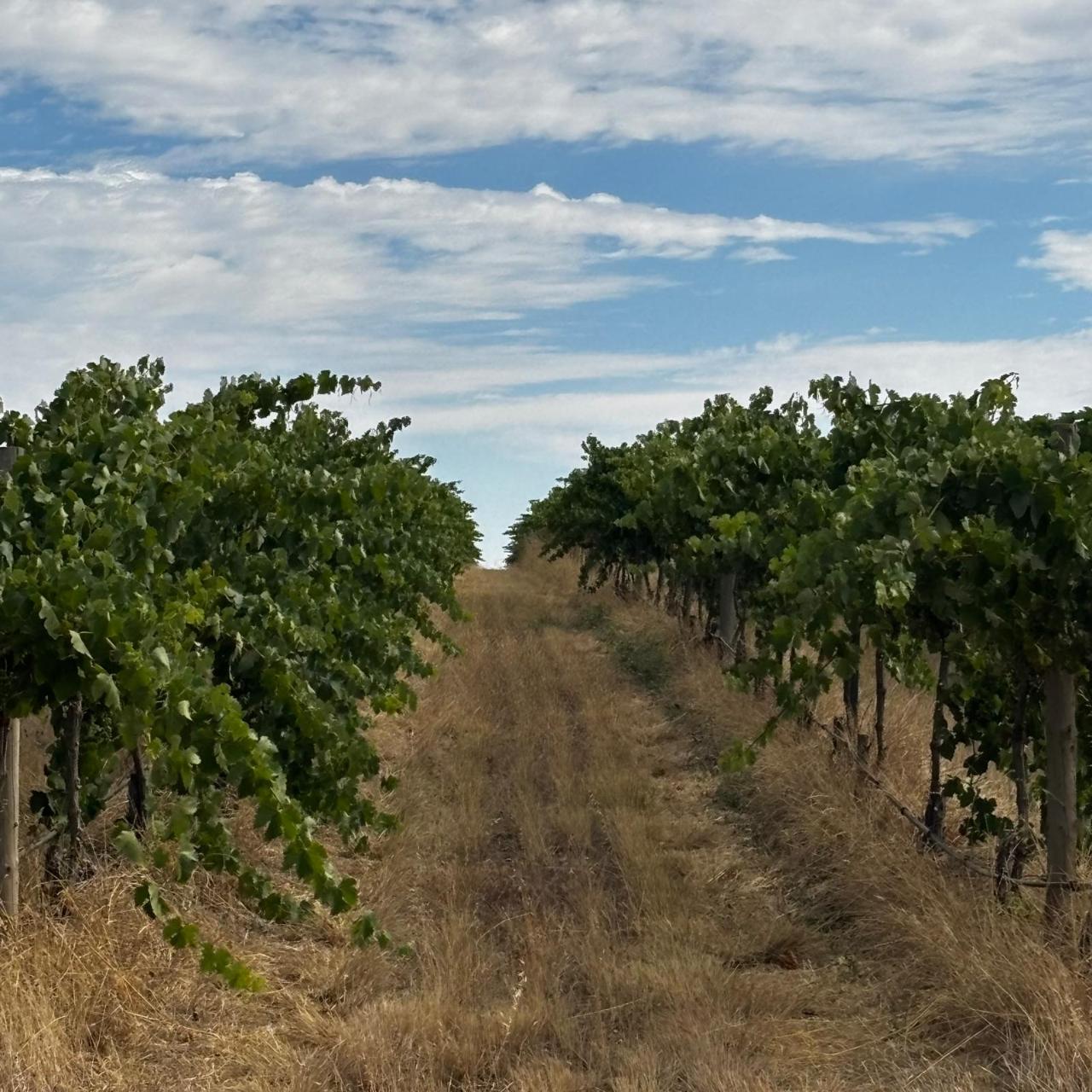 McLaren Vale & Coast - Wine & Food (Private)