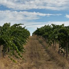 McLaren Vale & Coast - Wine & Food (Public)
