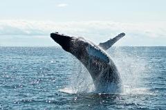 Bondi Aboriginal Walking Tour: Burri Burri Whale Experience