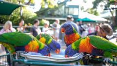 Currumbin Wildlife Sanctuary Entry Tickets