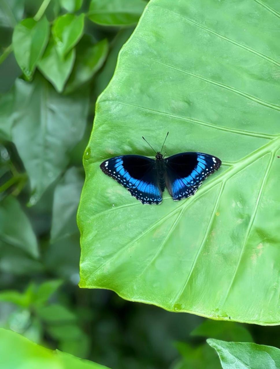 Butterfly Valley Experience（Group Bookings Available 7 Days – Email Us to Book)