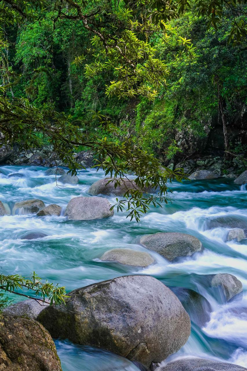 Private Luxury Half-Day Daintree Rainforest & Crocodile Cruise Tour